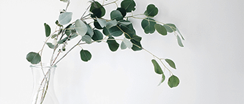 PlantsArtboard-1_4