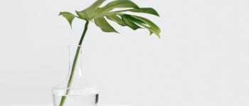 PlantsArtboard-1_1
